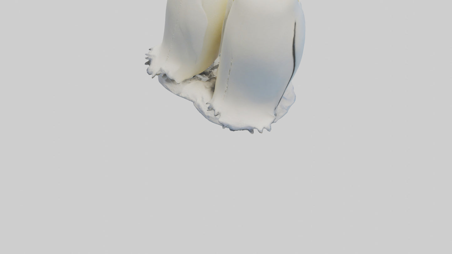3D model Emperor Penguin nesting model VR / AR / low-poly