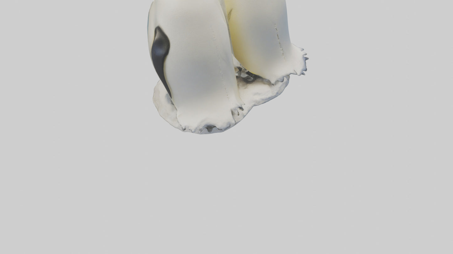 3D model Emperor Penguin nesting model VR / AR / low-poly