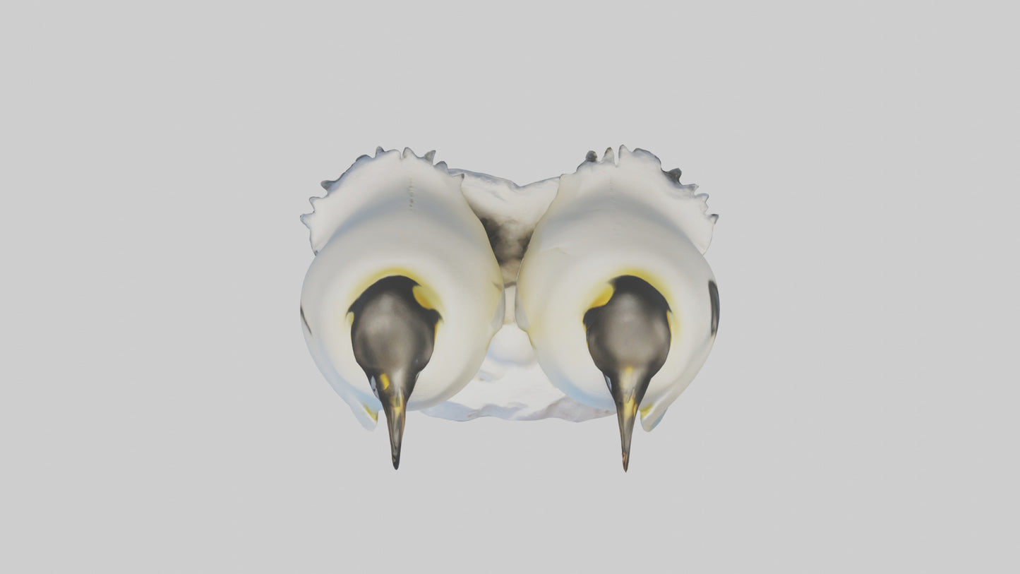 3D model Emperor Penguin nesting model VR / AR / low-poly
