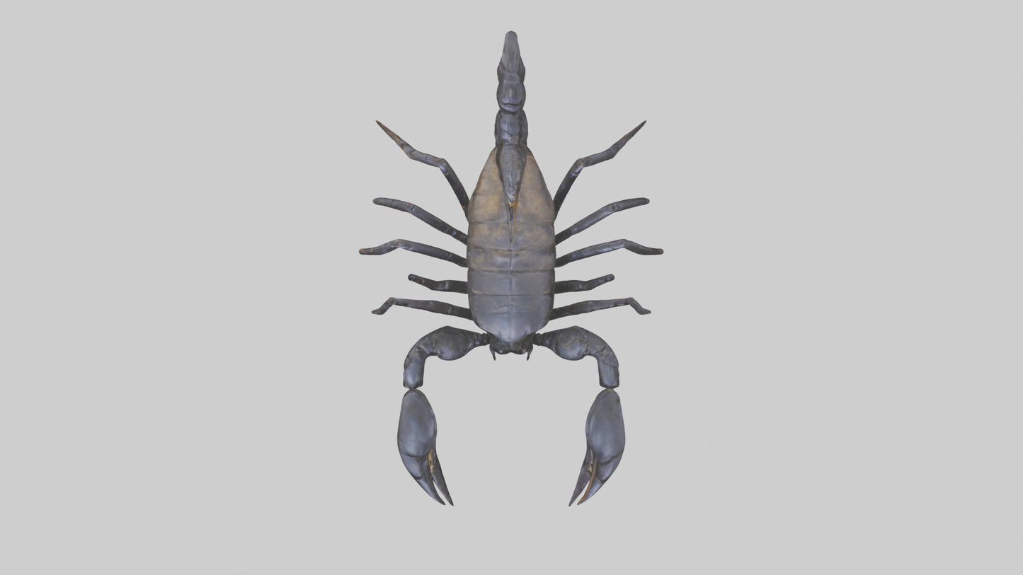 3D model Emperor Scorpion defending model VR / AR / low-poly