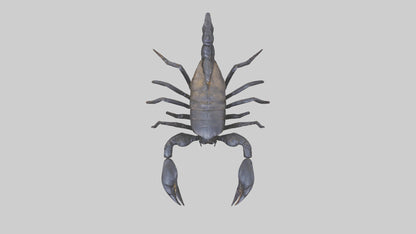 3D model Emperor Scorpion defending model VR / AR / low-poly