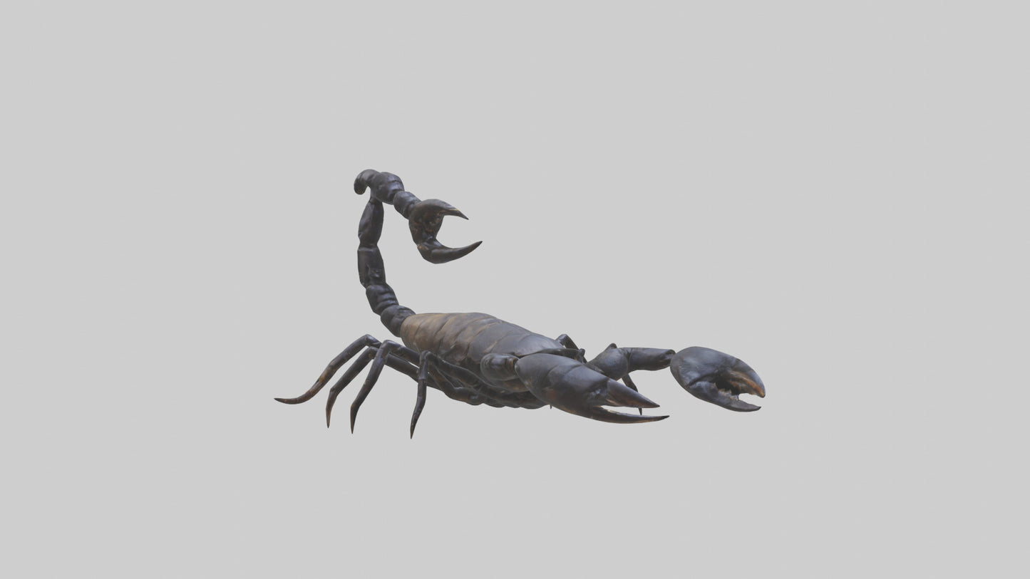 3D model Emperor Scorpion defending model VR / AR / low-poly