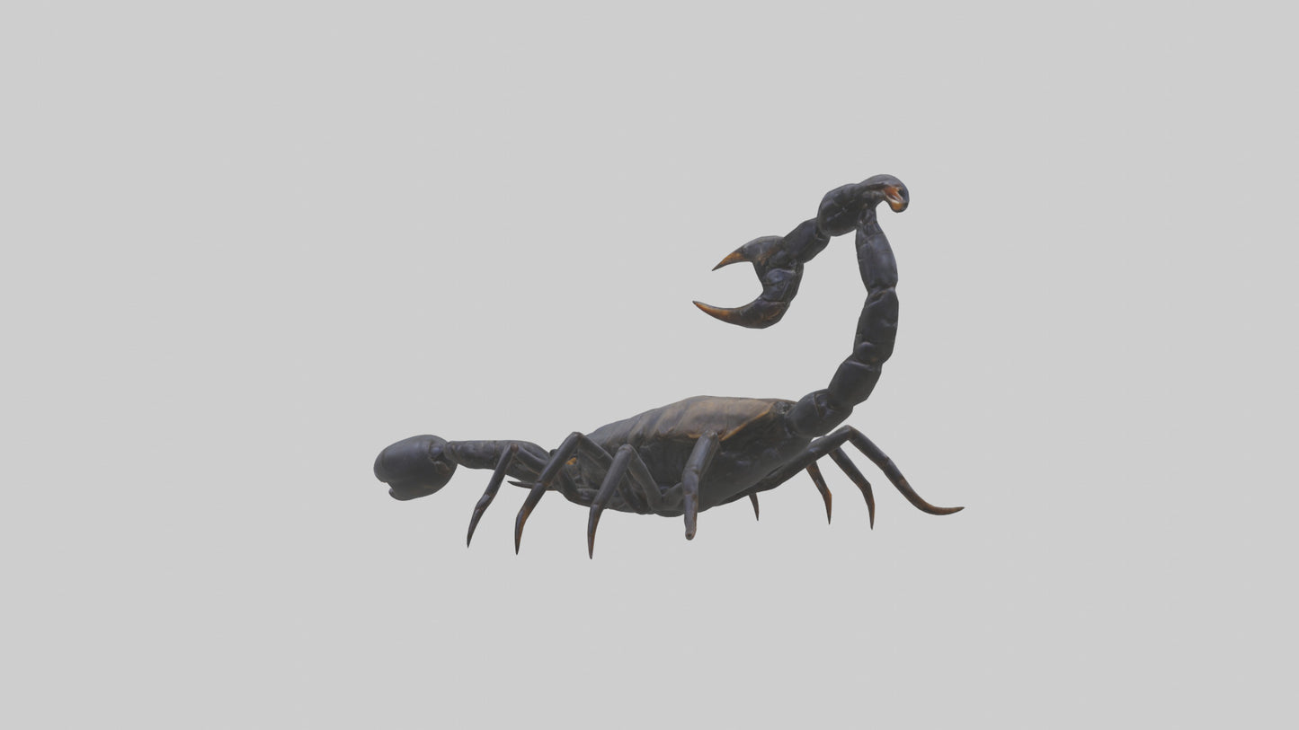 3D model Emperor Scorpion defending model VR / AR / low-poly