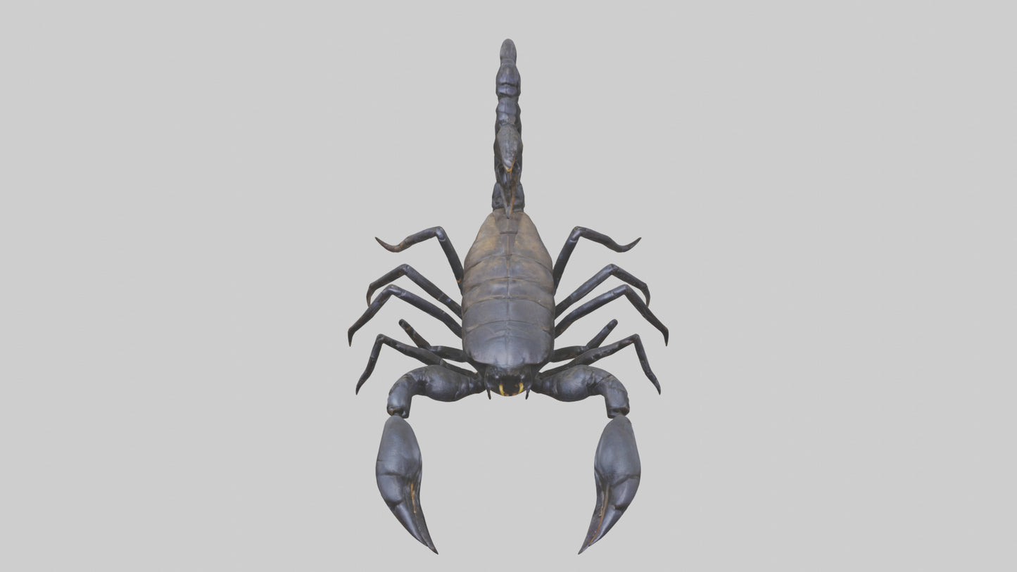 3D model Emperor Scorpion defending model VR / AR / low-poly