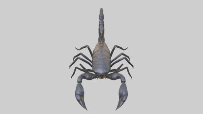 3D model Emperor Scorpion defending model VR / AR / low-poly
