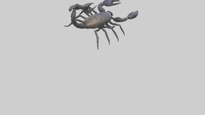 3D model Emperor Scorpion defending model VR / AR / low-poly