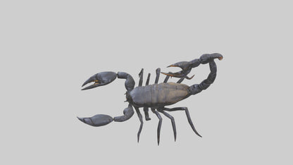 3D model Emperor Scorpion defending model VR / AR / low-poly