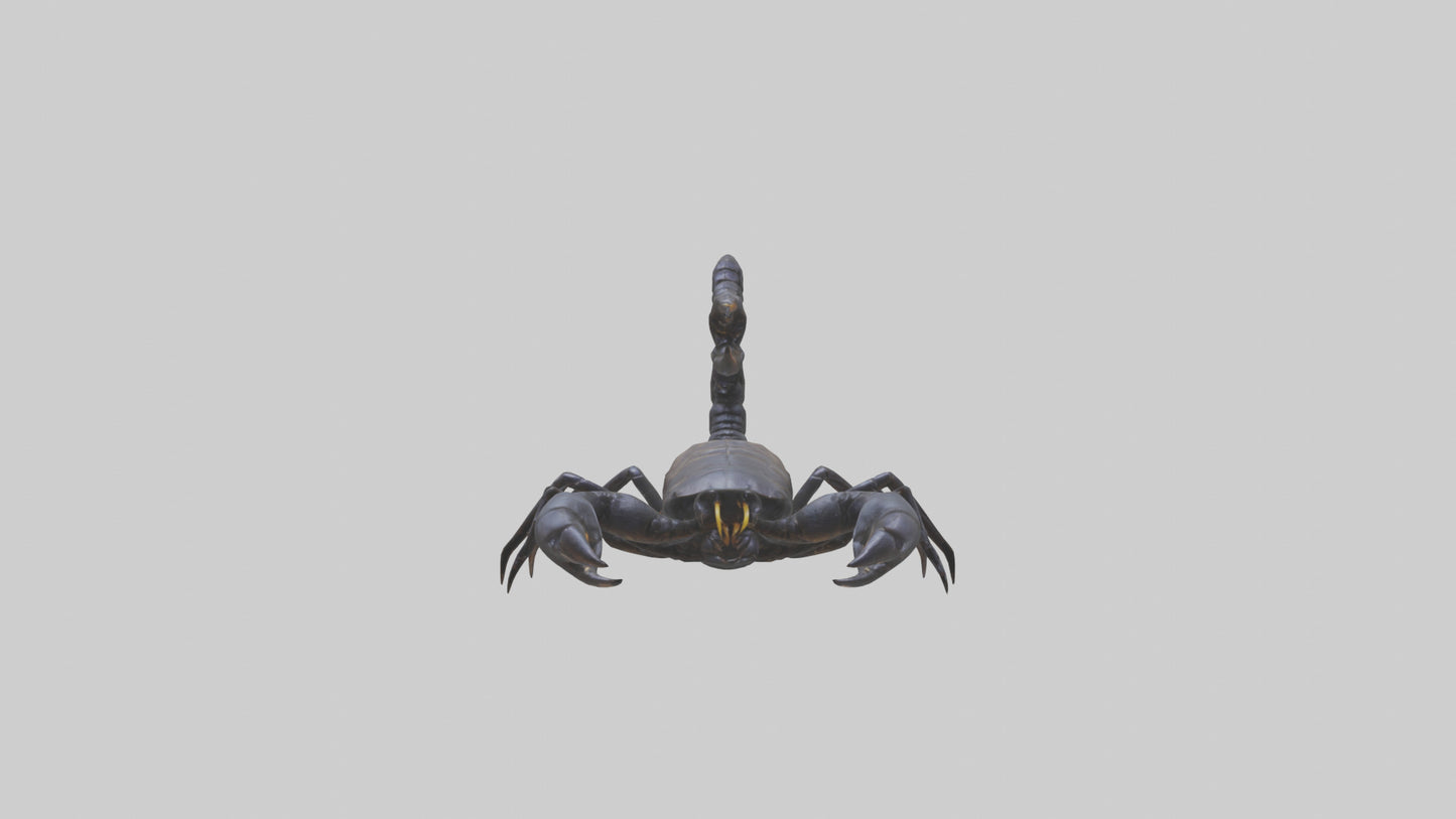 3D model Emperor Scorpion defending model VR / AR / low-poly