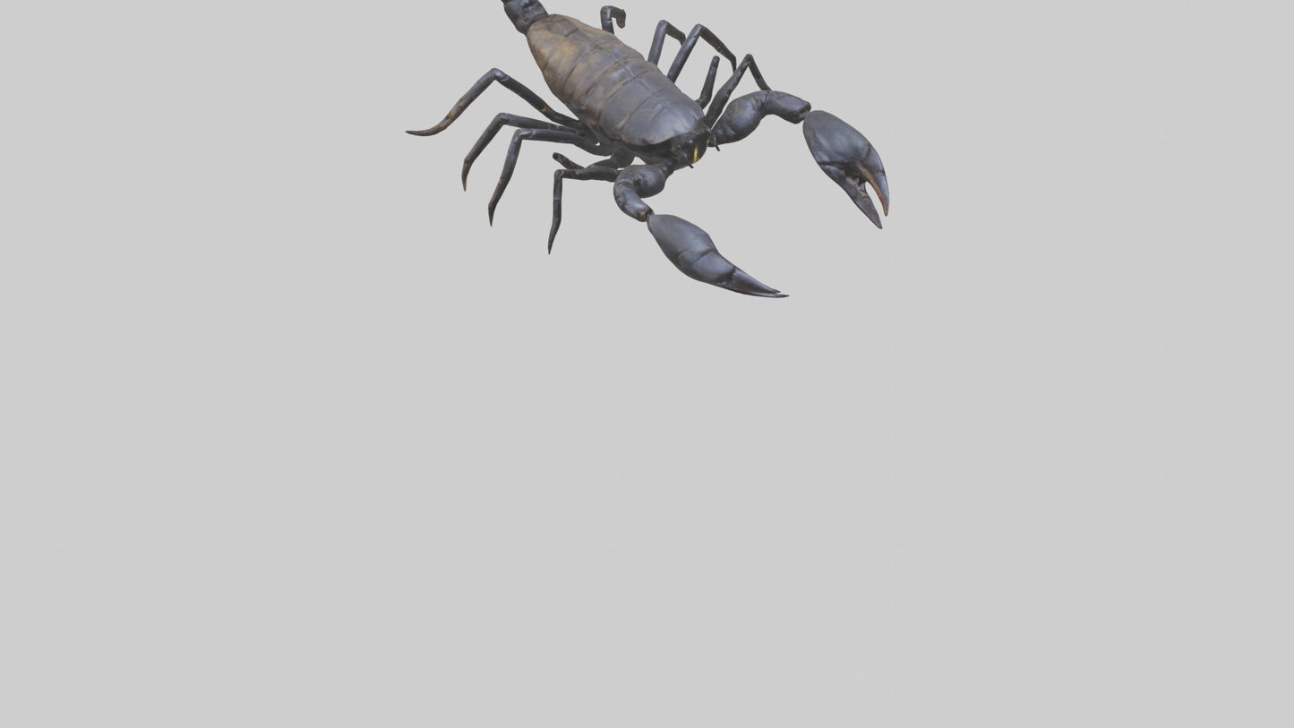 3D model Emperor Scorpion defending model VR / AR / low-poly