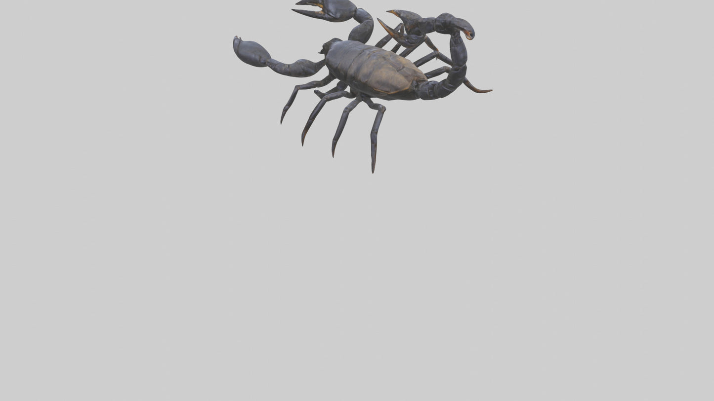 3D model Emperor Scorpion defending model VR / AR / low-poly