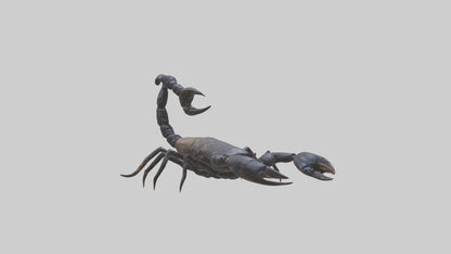 3D model Emperor Scorpion defending model VR / AR / low-poly