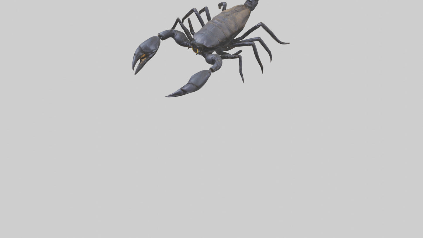 3D model Emperor Scorpion defending model VR / AR / low-poly