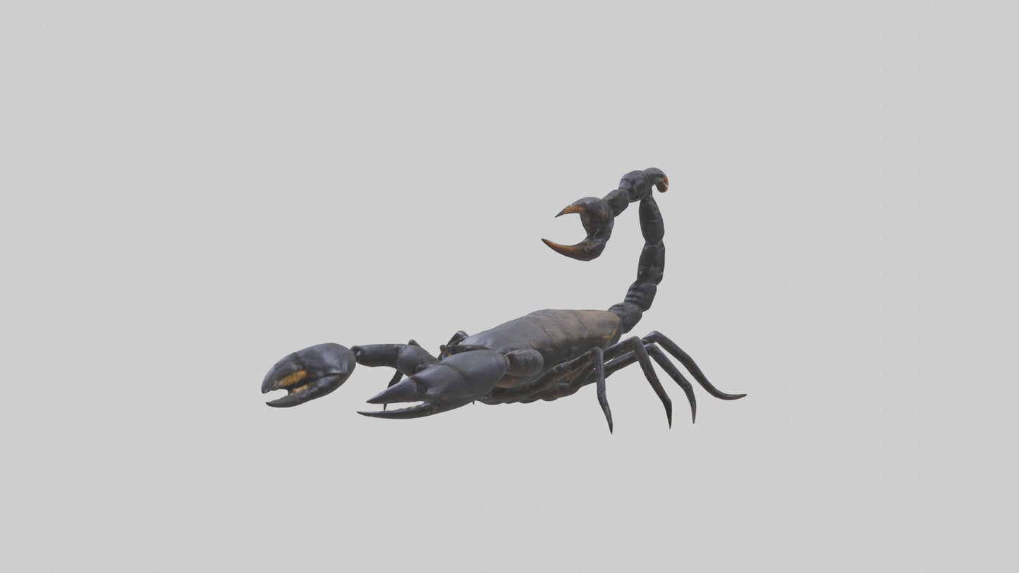 3D model Emperor Scorpion defending model VR / AR / low-poly