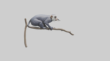 3D model Emperor Tamarin perched model 2 VR / AR / low-poly
