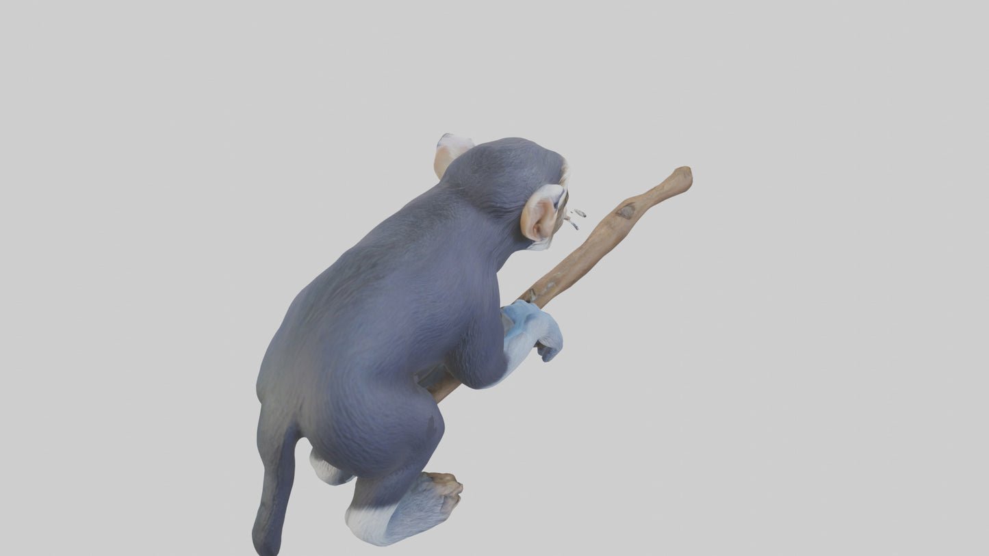 3D model Emperor Tamarin perched model 2 VR / AR / low-poly