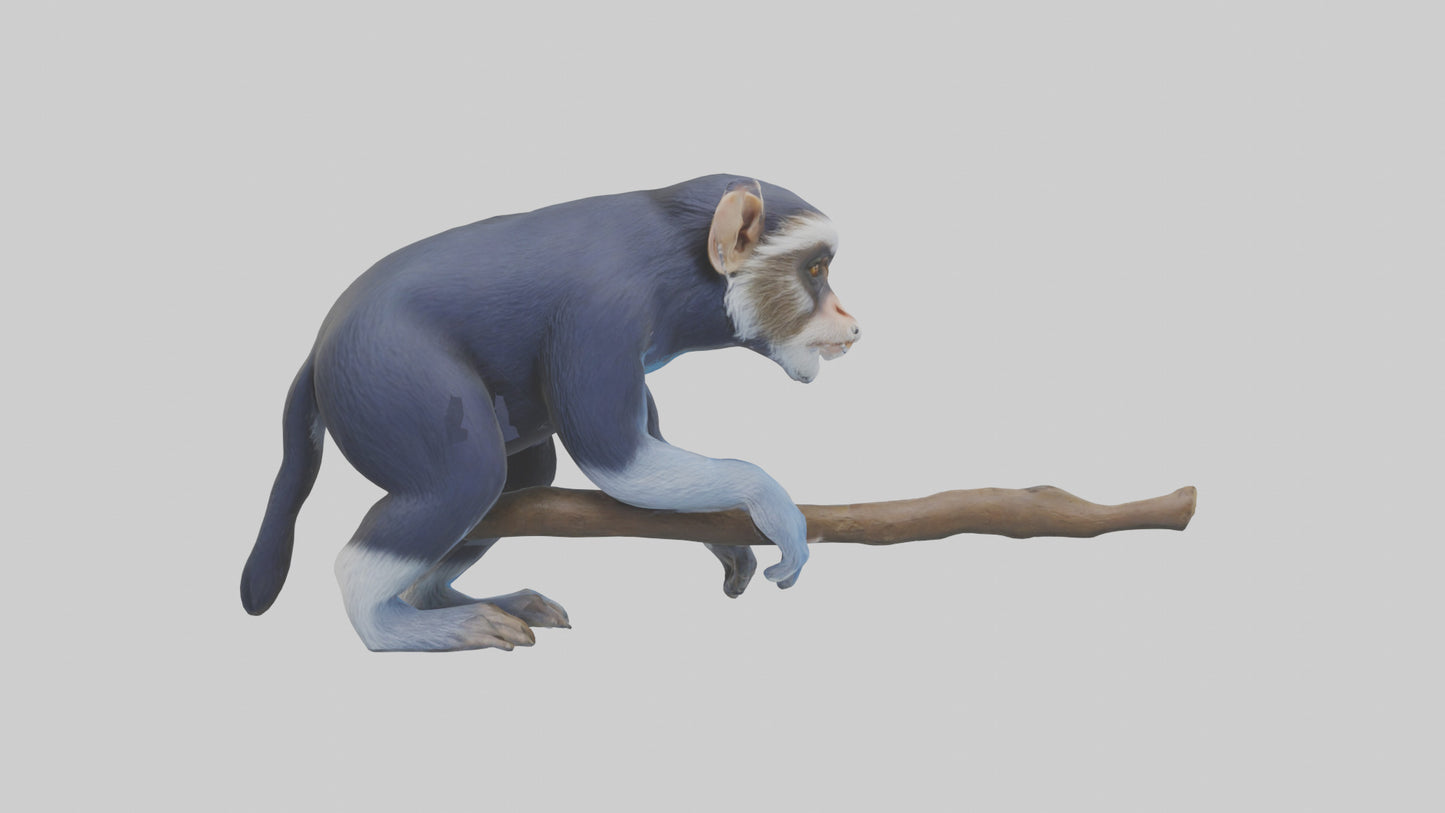 3D model Emperor Tamarin perched model 2 VR / AR / low-poly