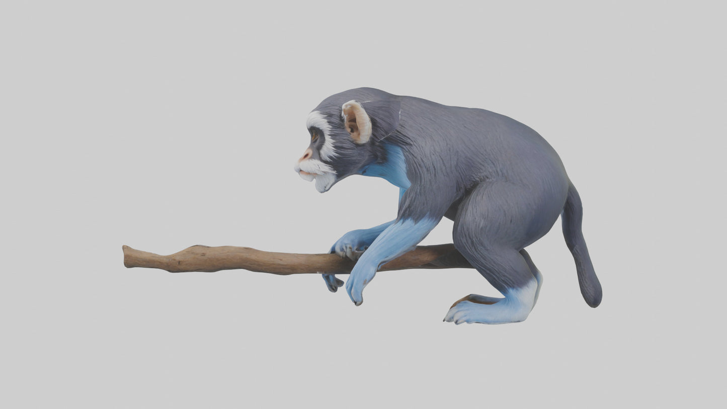 3D model Emperor Tamarin perched model 2 VR / AR / low-poly
