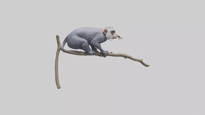 3D model Emperor Tamarin perched model 2 VR / AR / low-poly