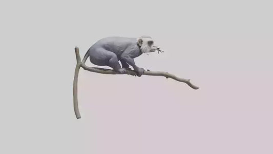 3D model Emperor Tamarin perched model 2 VR / AR / low-poly