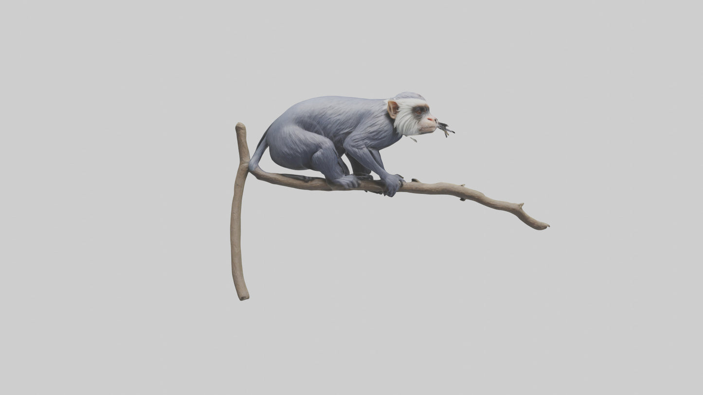 3D model Emperor Tamarin perched model 2 VR / AR / low-poly