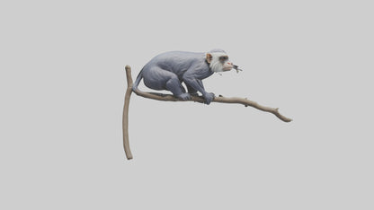 3D model Emperor Tamarin perched model 2 VR / AR / low-poly