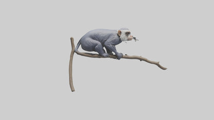 3D model Emperor Tamarin perched model 2 VR / AR / low-poly