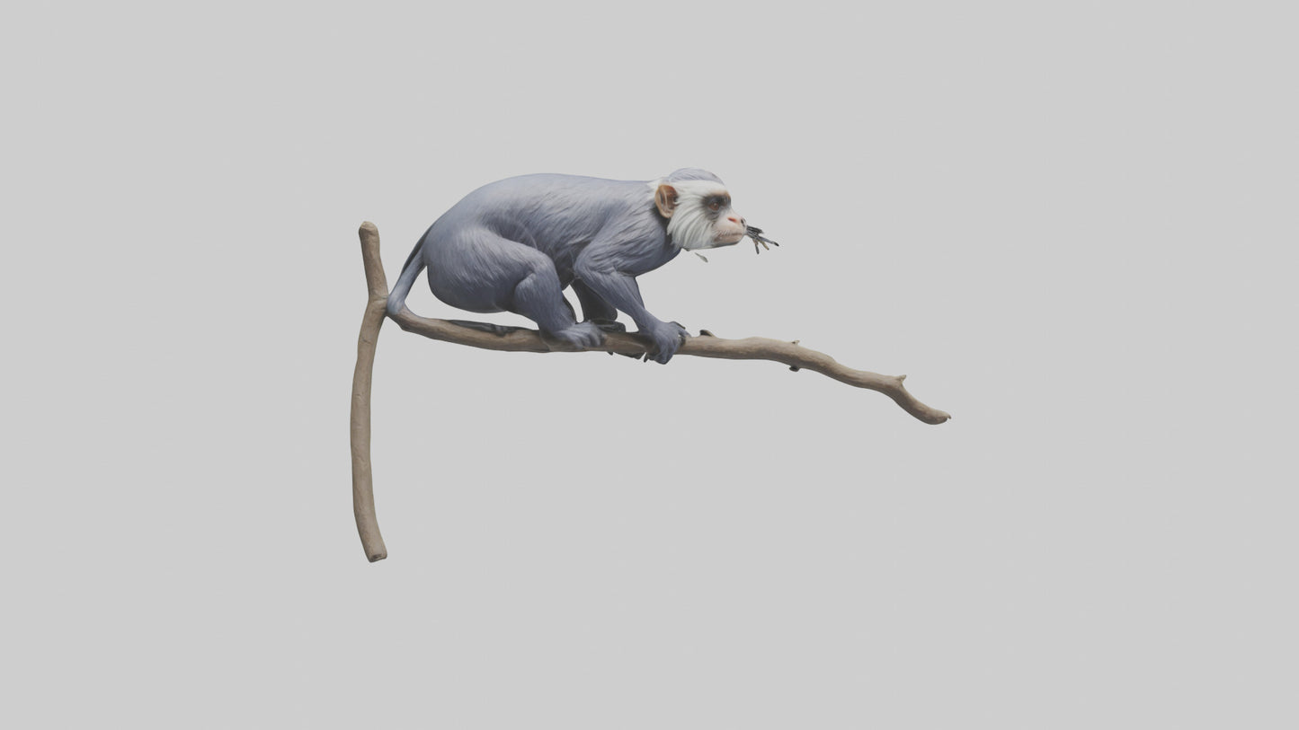 3D model Emperor Tamarin perched model 2 VR / AR / low-poly