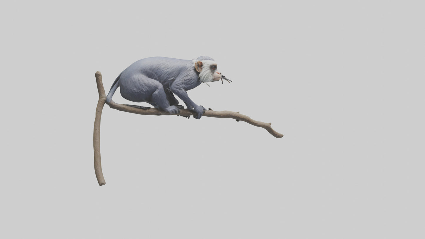 3D model Emperor Tamarin perched model 2 VR / AR / low-poly