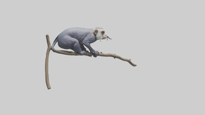 3D model Emperor Tamarin perched model 2 VR / AR / low-poly