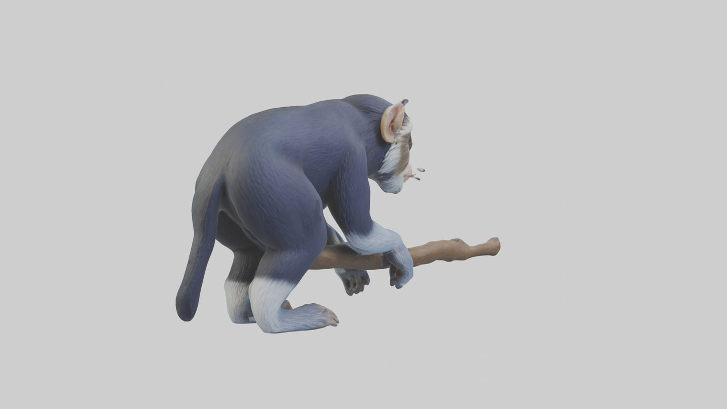 3D model Emperor Tamarin perched model 2 VR / AR / low-poly