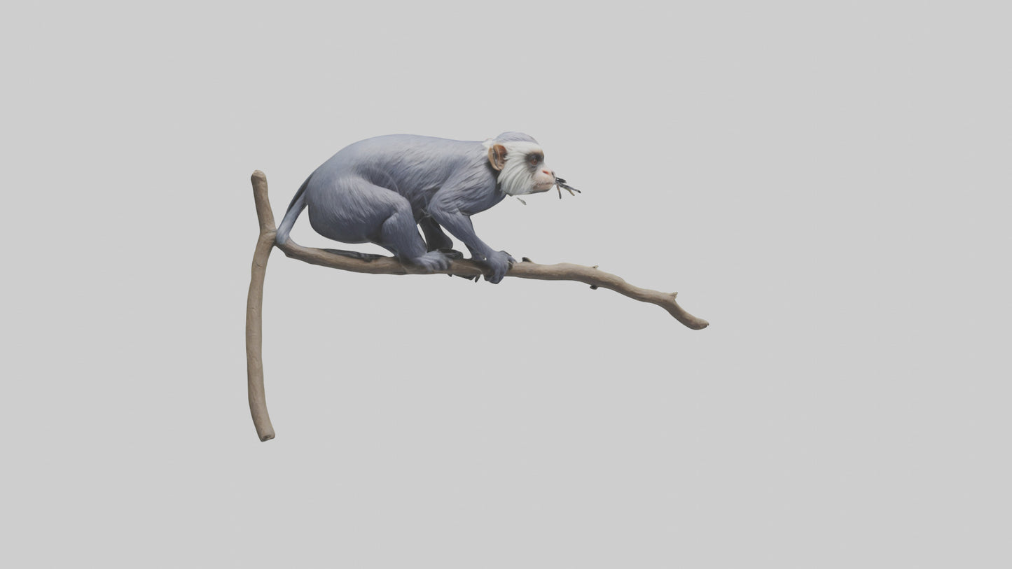 3D model Emperor Tamarin perched model 2 VR / AR / low-poly