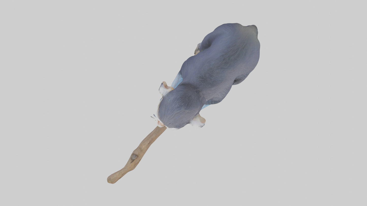 3D model Emperor Tamarin perched model 2 VR / AR / low-poly