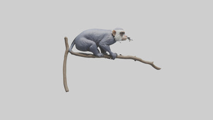 3D model Emperor Tamarin perched model 2 VR / AR / low-poly