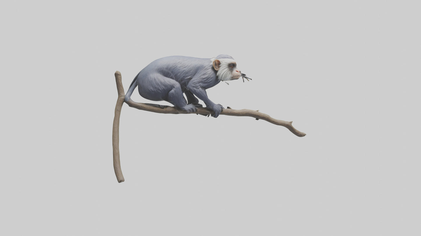 3D model Emperor Tamarin perched model 2 VR / AR / low-poly