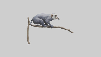 3D model Emperor Tamarin perched model 2 VR / AR / low-poly