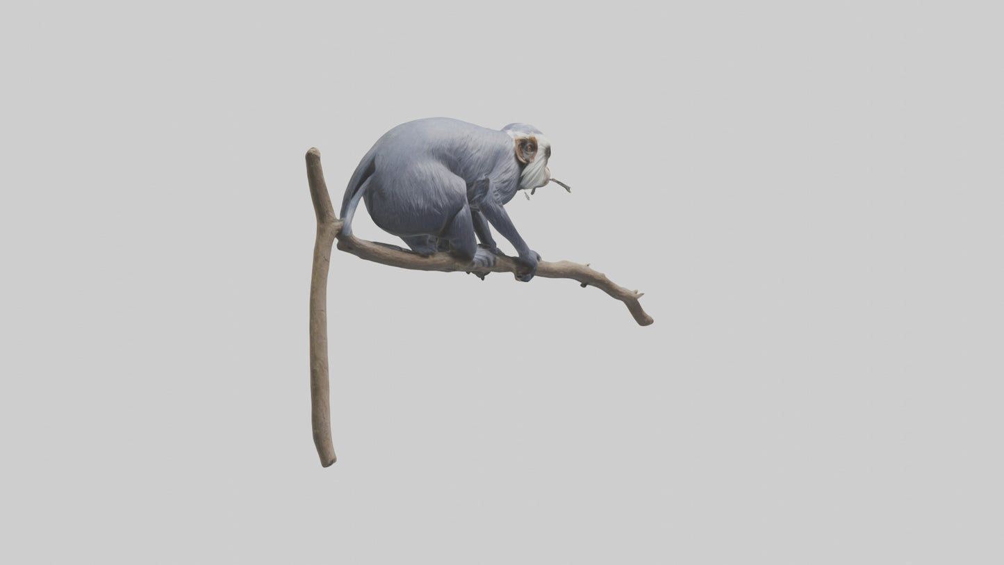 Emperor Tamarin perched model VR / AR / low-poly