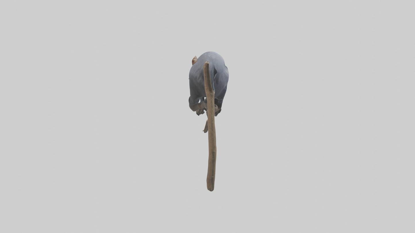 Emperor Tamarin perched model VR / AR / low-poly