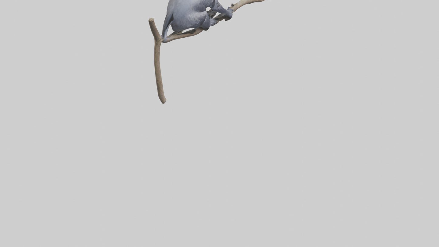 Emperor Tamarin perched model VR / AR / low-poly