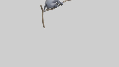 Emperor Tamarin perched model VR / AR / low-poly