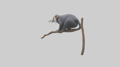 Emperor Tamarin perched model VR / AR / low-poly