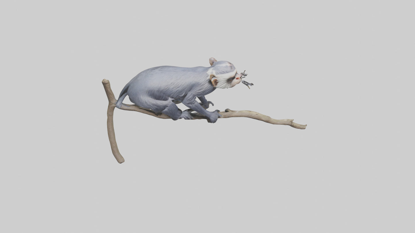 Emperor Tamarin perched model VR / AR / low-poly