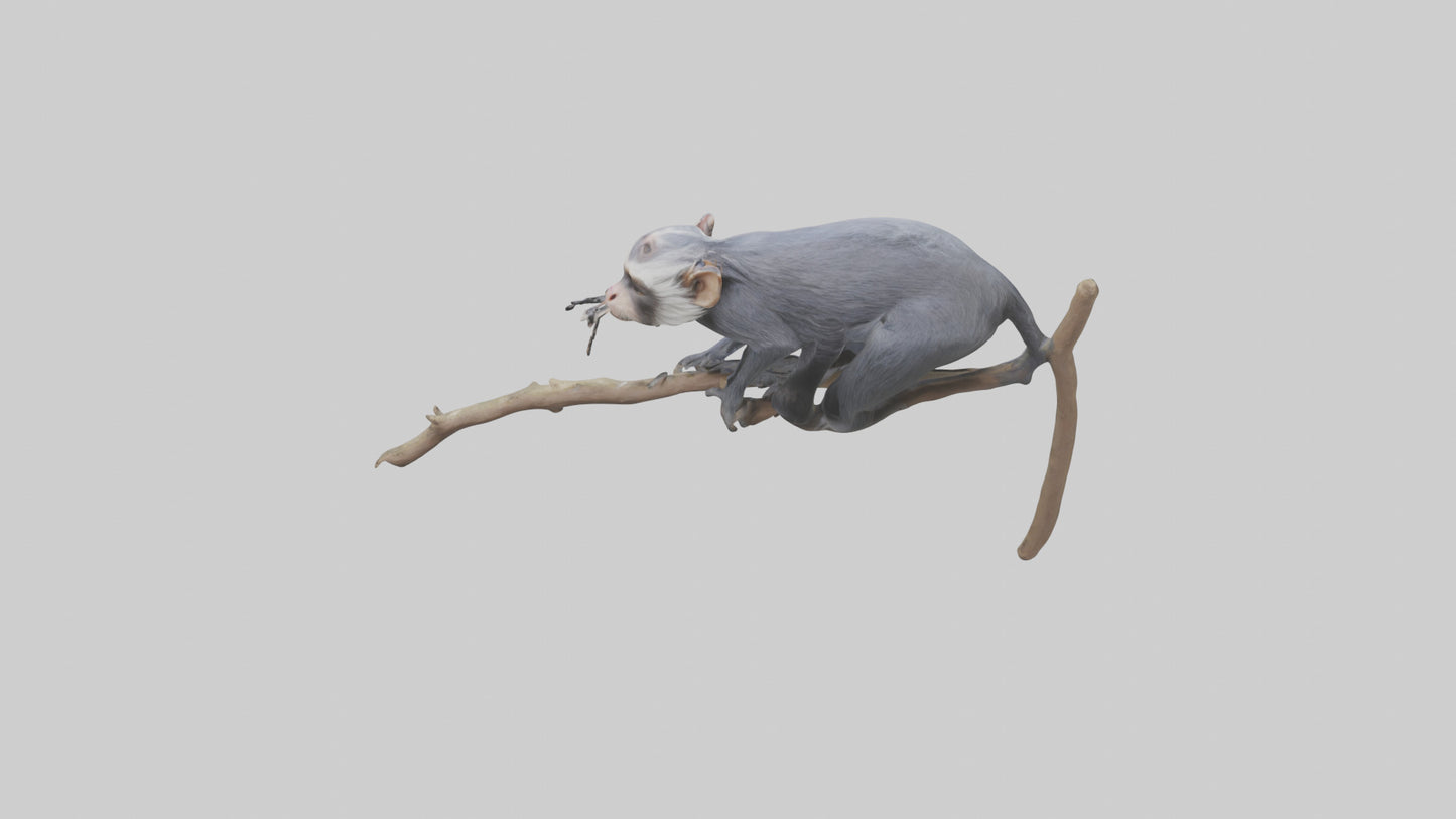 Emperor Tamarin perched model VR / AR / low-poly
