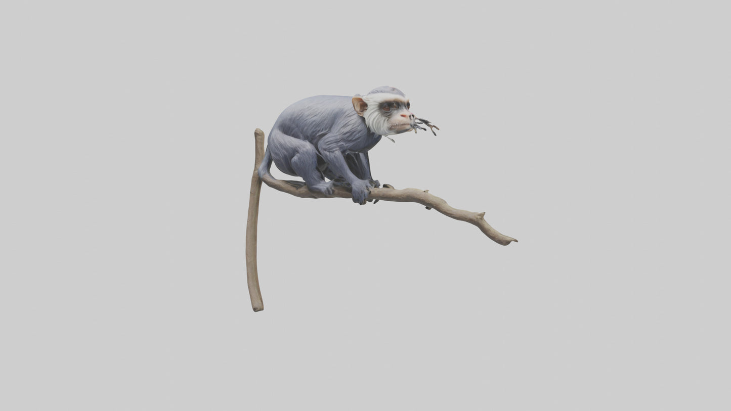 Emperor Tamarin perched model VR / AR / low-poly