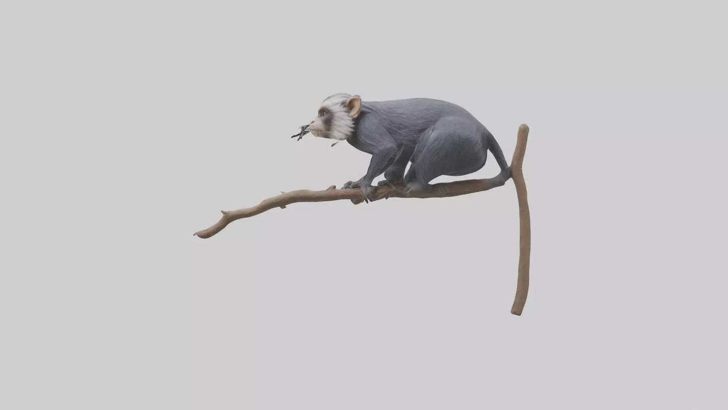 Emperor Tamarin perched model VR / AR / low-poly
