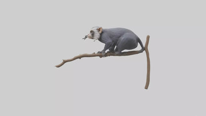 Emperor Tamarin perched model VR / AR / low-poly