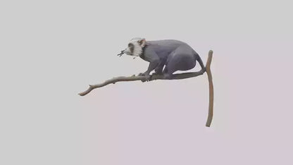 Emperor Tamarin perched model VR / AR / low-poly