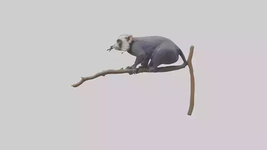 Emperor Tamarin perched model VR / AR / low-poly