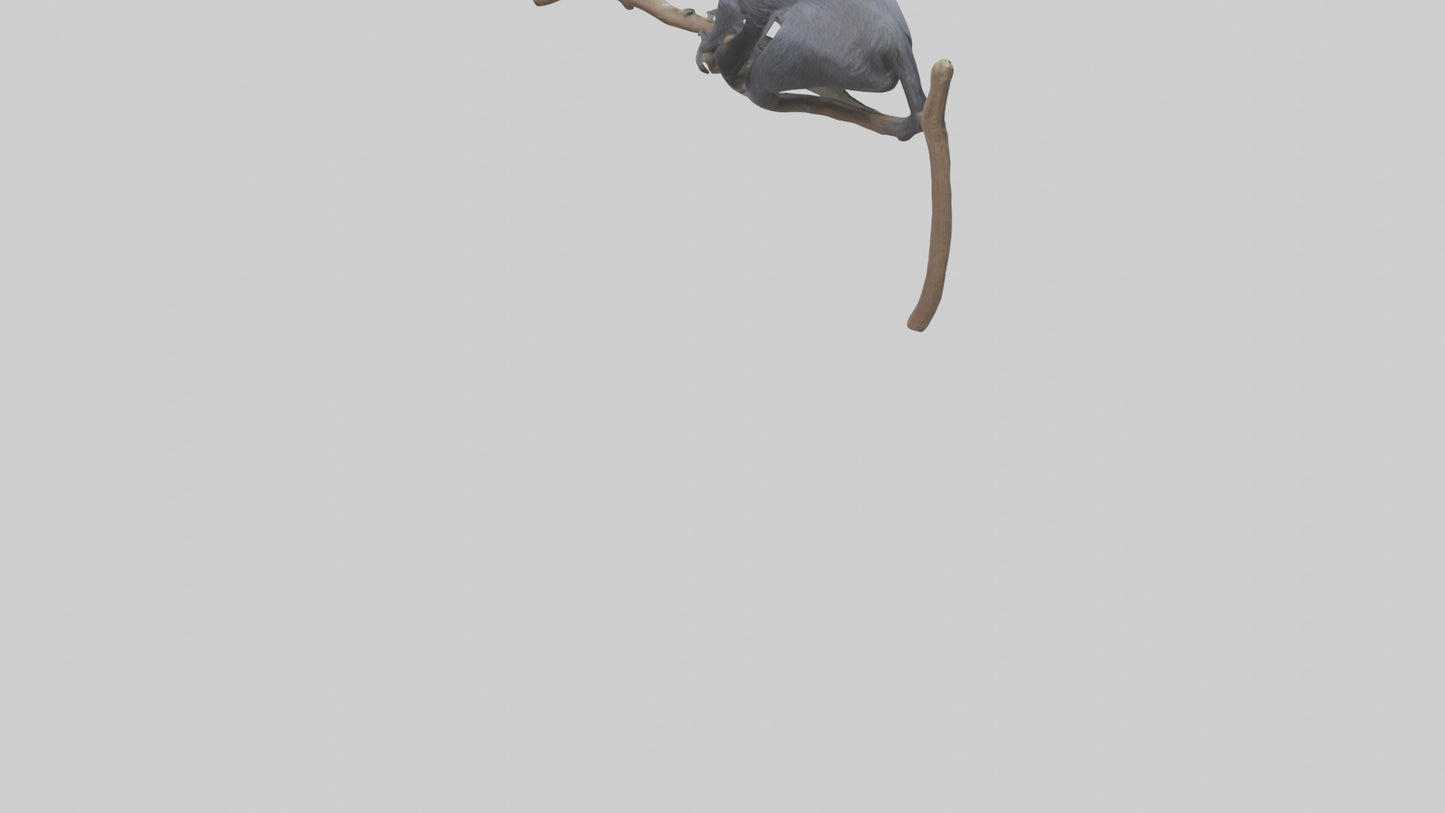 Emperor Tamarin perched model VR / AR / low-poly