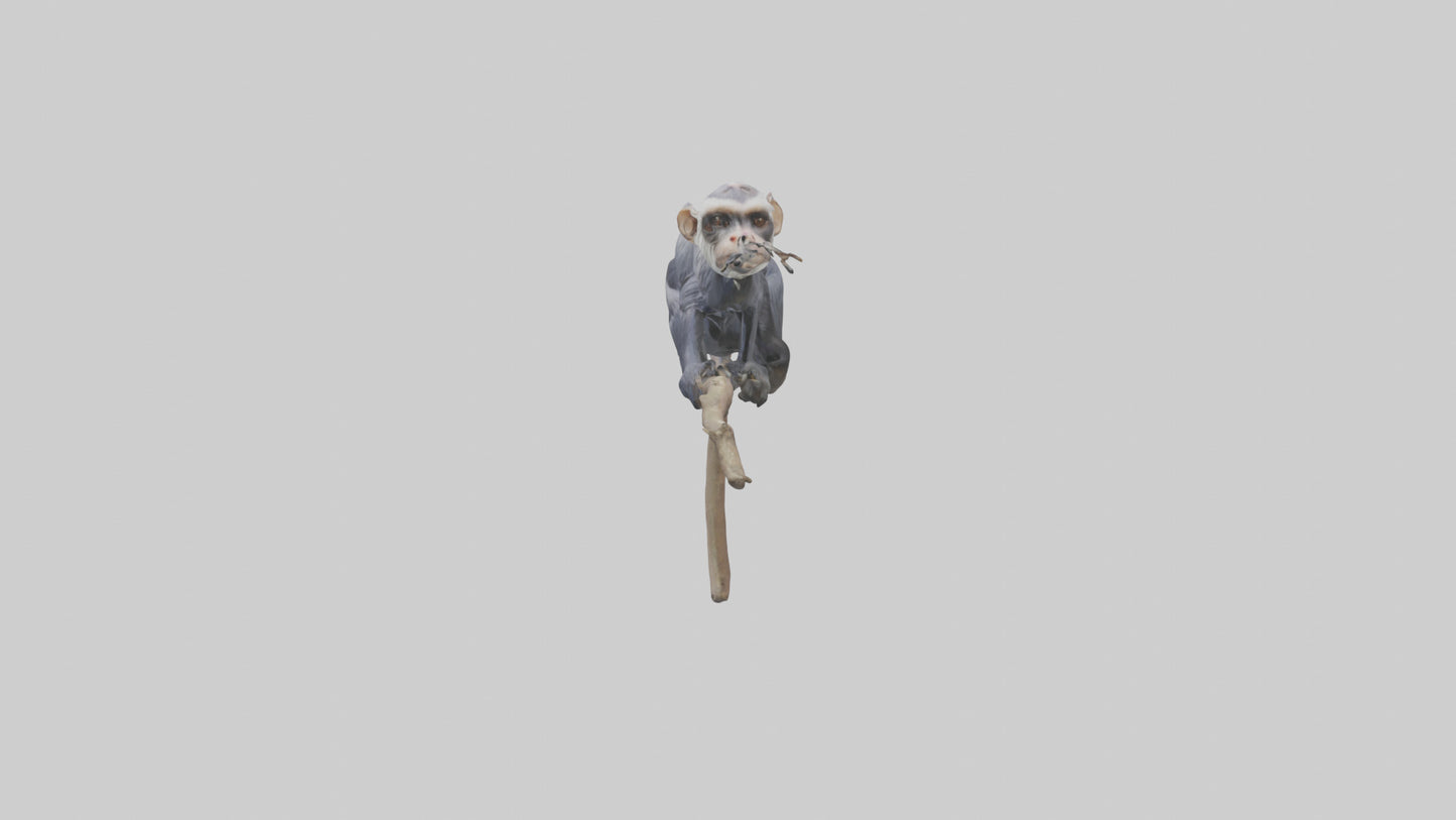 Emperor Tamarin perched model VR / AR / low-poly