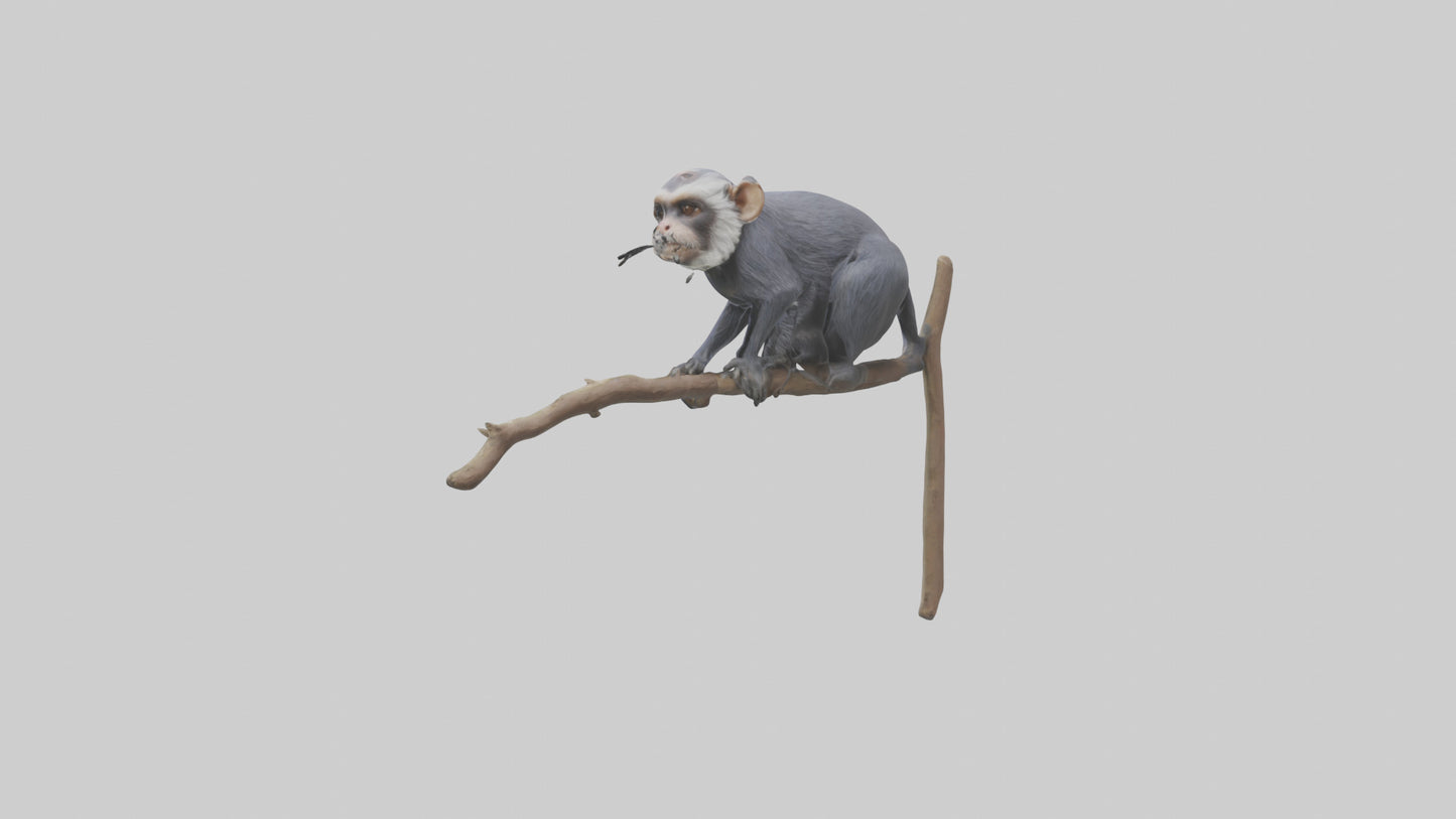 Emperor Tamarin perched model VR / AR / low-poly